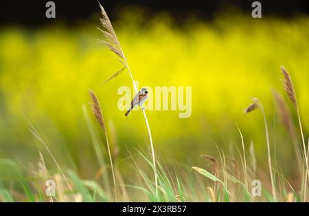 Primo piano di un comune raggruppamento di canne appollaiato su una canna Foto Stock