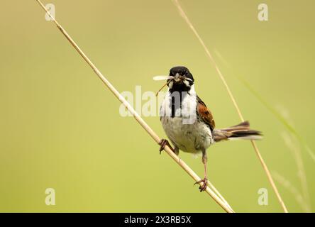 Primo piano di un comune accatastamento di canne che tiene un insetto nel becco Foto Stock