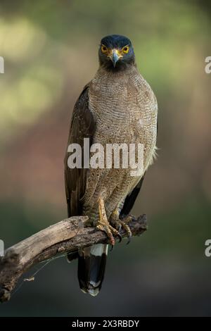 Ritratto professionale di un'aquila crestata di serpente arroccata su un ramo di albero secco con sfondo verde-arancione sfocato che guarda dritto davanti Foto Stock