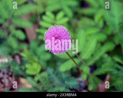 Il fiore sferico viola di shameplant o Mimosa pudica in primavera. Foto Stock