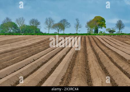 Il trattore sta eseguendo la perforazione in profondità, preparandosi per la piantagione di patate in primavera su terreni agricoli a Norfolk (Hickling) nell'Anglia orientale, Regno Unito. Foto Stock