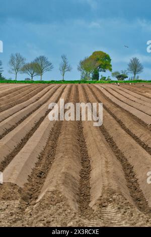 Il trattore sta eseguendo la perforazione in profondità, preparandosi per la piantagione di patate in primavera su terreni agricoli a Norfolk (Hickling) nell'Anglia orientale, Regno Unito. Foto Stock