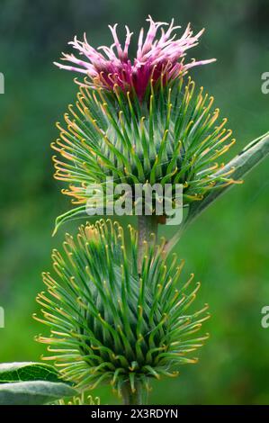 Grande burdock (Arctium lappa), Asteraceae. Pianta erbacea perenne, selvatica. fiore rosso. Foto Stock