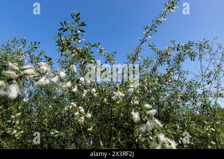 volando nel cielo lanugine bianca da salice in primavera, salice fiorito con un sacco di lanugine bianca con semi Foto Stock