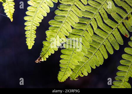 Fronde di Bracken nel bosco Foto Stock