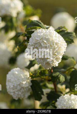 Viburnum opulus o Snowball albero fiori in un giardino. Profondità di campo ridotta, messa a fuoco sul fiore al centro dell'immagine. Foto verticale. Foto Stock