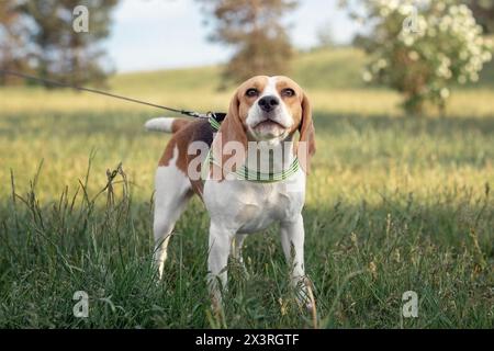 Un adorabile cane beagle al guinzaglio in piedi nel campo primaverile soleggiato. Foto Stock