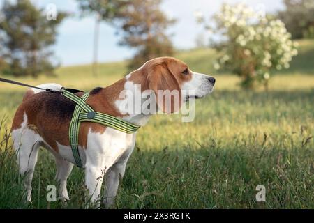 Un cane beagle al guinzaglio nel parco in una radura soleggiata vicino a un arbusto bianco in fiore. Sfondo primaverile. Foto Stock