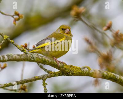 Un verdaino europeo o semplicemente verdaino, Chloris chloris, appollaiato su un ramo d'albero. Foto Stock