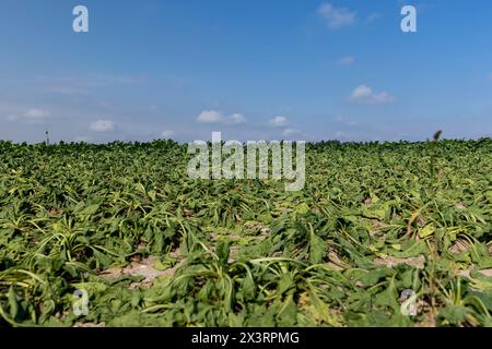 un campo con barbabietole appassite durante il caldo e la siccità, un campo in cui il raccolto di barbabietole si asciuga dal caldo e dalla mancanza di piogge in estate Foto Stock