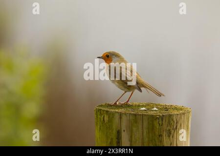 Robin appollaiato sul recinto. Sfondo chiaro Foto Stock