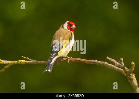 Un vivace goldfinch si aprono delicatamente su un ramo sottile, mostrando il suo piumaggio giallo brillante e le sue sorprendenti ali nere su sfondo scuro Foto Stock