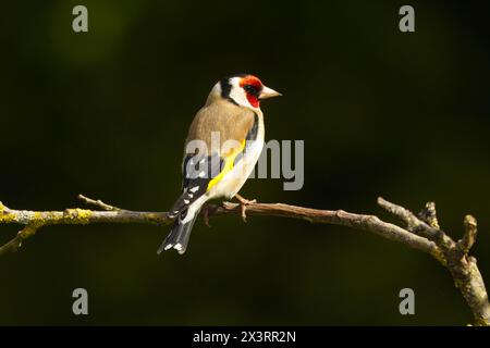 Un vivace goldfinch si aprono delicatamente su un ramo sottile, mostrando il suo piumaggio giallo brillante e le sue sorprendenti ali nere su sfondo scuro Foto Stock