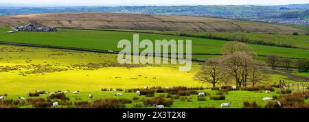 Immagine panoramica della campagna di Greater Manchester con campi verdi e pascolo di bestiame vivo. Foto Stock