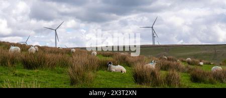 Immagine panoramica della campagna di Greater Manchester con campi verdi, stock vivi e turbine eoliche. Foto Stock