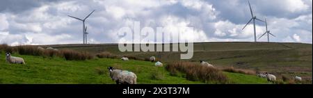 Immagine panoramica della campagna di Greater Manchester con campi verdi, stock vivi e turbine eoliche. Foto Stock