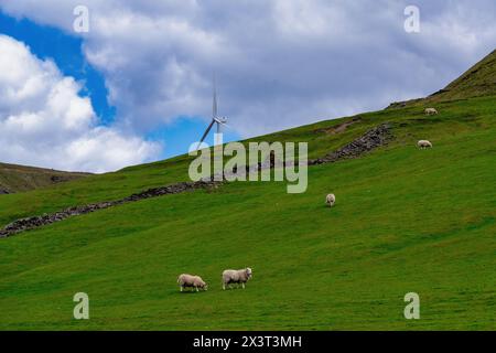 Immagine panoramica della campagna di Greater Manchester con campi verdi, stock vivi e turbine eoliche. Foto Stock