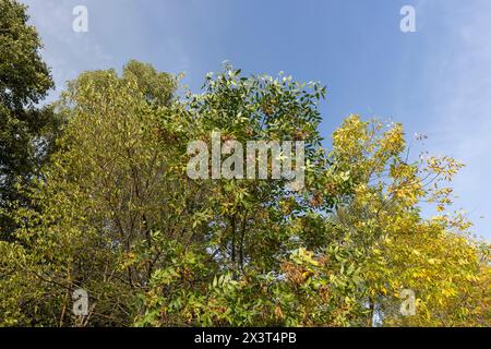 Ingiallimento del fogliame di cenere nella stagione autunnale, il fogliame di cenere cambia colore dal verde al giallo-arancione Foto Stock
