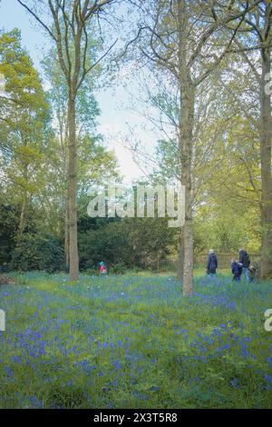 Una famiglia che cammina attraverso i campanelli al Dunham Massey Hall and Gardens Foto Stock