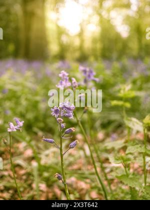 Campanelli in una mattina di primavera al Dunham Massey Hall and Gardens, Cheshire Foto Stock