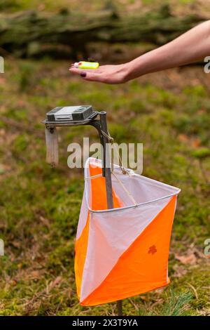 Una donna che pugni al punto di controllo dell'orientamento da vicino. Femmina in foresta che controlla un punto di controllo. Messa a fuoco selettiva Foto Stock