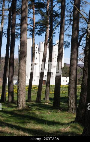 Il bosco di pini scozzesi (Pinus Sylvestris) nei terreni del castello di Braemar nel Parco Nazionale di Cairngorms, in Scozia Foto Stock