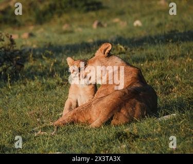 Leonessa vigile con cucciolo nell'erba Masai Mara Foto Stock