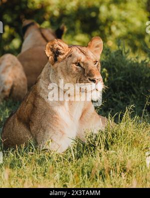 Leonessa vigile nelle praterie di Ol Pejeta Foto Stock