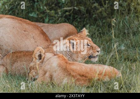 Tenera momento tra leonessa e cucciolo nel verde Foto Stock