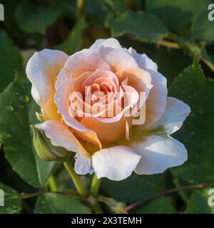 "Honey Perfume" Floribunda Rose in Bloom. San Jose Municipal Garden a San Jose, California. Foto Stock