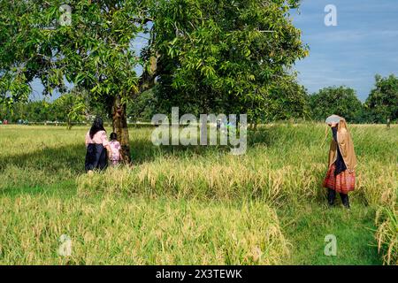 La famiglia dell'agricoltore cammina sul terrapieno di un campo di riso contro un cielo luminoso con spazio vuoto per fotocopie. Foto Stock