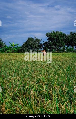 La famiglia dell'agricoltore cammina sul terrapieno di un campo di riso contro un cielo luminoso con spazio vuoto per fotocopie. Foto Stock