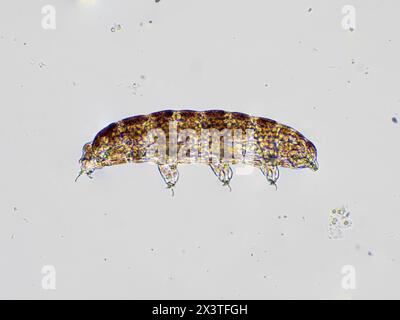 fotomicrografia che mostra una vista laterale di un orso microscopico vivo (tardigrado) Foto Stock
