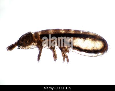 Fotomicrografia della vista laterale di una piccola springtail (Collembola) che mostra la sua anatomia interna Foto Stock