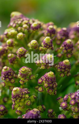 Broccoli Romanesco (Brassica oleracea var. botrytis) è una varietà di cavolfiore, non di broccoli. Foto Stock