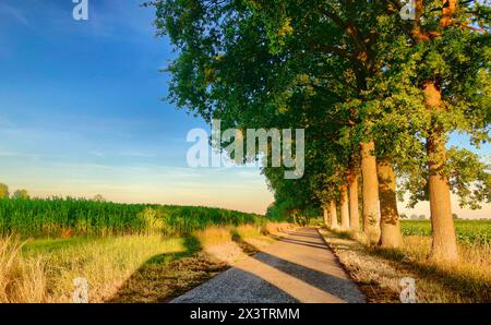 Il caldo bagliore del sole tramonta in una strada di campagna alberata di luce soffusa, proiettando lunghe ombre e mettendo in risalto il verde verdeggiante dei campi circostanti. Questa tranquilla scena cattura l'essenza di una serata tranquilla in campagna, invitando un momento di riflessione e un respiro profondo di aria fresca. Golden Hour su una strada alberata di campagna. Foto di alta qualità Foto Stock