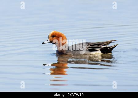 Eurasiatico Wigeon, Mareca Penelope, male, riserva naturale, Isola della Cona, Italia nord-orientale Foto Stock