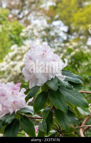 Rhododendron la bella di Littleworth. Azalea in fiore Foto Stock