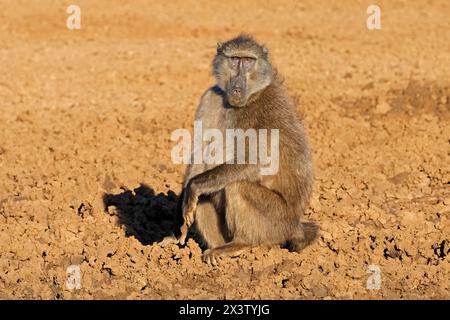 Un babbuino chacma maschile (Papio ursinus) nell'habitat naturale del Parco Nazionale di Mokala, Sudafrica Foto Stock