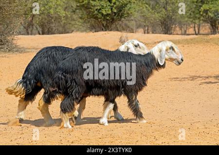 Arabian Nadji - ovini domestici razza del Najd regione della penisola arabica Foto Stock