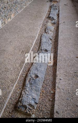 tronco fósil, Igea, la Rioja , Spagna, Europa Foto Stock