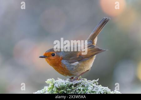 Robin europeo [ erithacus rubecula ] su loghi ghiacciati e umidi alla luce dorata del mattino Foto Stock