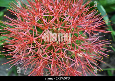 Vista ravvicinata di un giglio di palla di fuoco (Scadoxus multiflorus). Questi fiori sono noti anche come giglio di sangue, giglio di palla Foto Stock