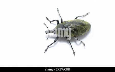 thistle weebil, Tistle Bud weevil, Larinus planus insetto isolato su sfondo bianco, foto in studio Foto Stock