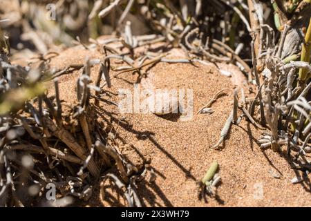 Adder a torsione laterale nel deserto, Namib, Namibia Foto Stock