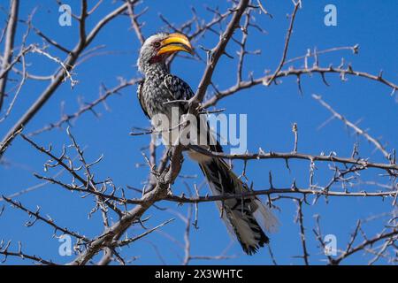 Southern Yellow-fatturati hornbill, il Parco Nazionale di Etosha, Namibia Foto Stock