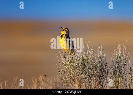 Un esuberante Meadowlark occidentale (Sturnella neglecta) canta la sua canzone primaverile da un Rabbitbrush Perch nell'Antelope Island State Park, Utah, USA. Foto Stock