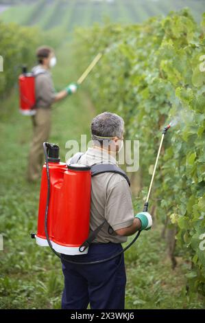 Gli agricoltori mediante spruzzatore di 'txacolí' vigna. Guipúzcoa, Euskadi. Spagna Foto Stock