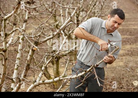 La potatura di un albero ciliegio. Andosilla, Navarra, Spagna. Foto Stock