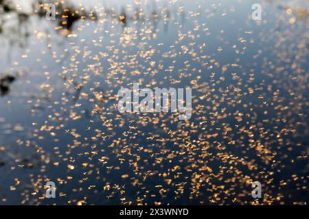 La gru invernale vola (Trichoceridae) su un ruscello in un giorno di febbraio soleggiato. Germania Foto Stock